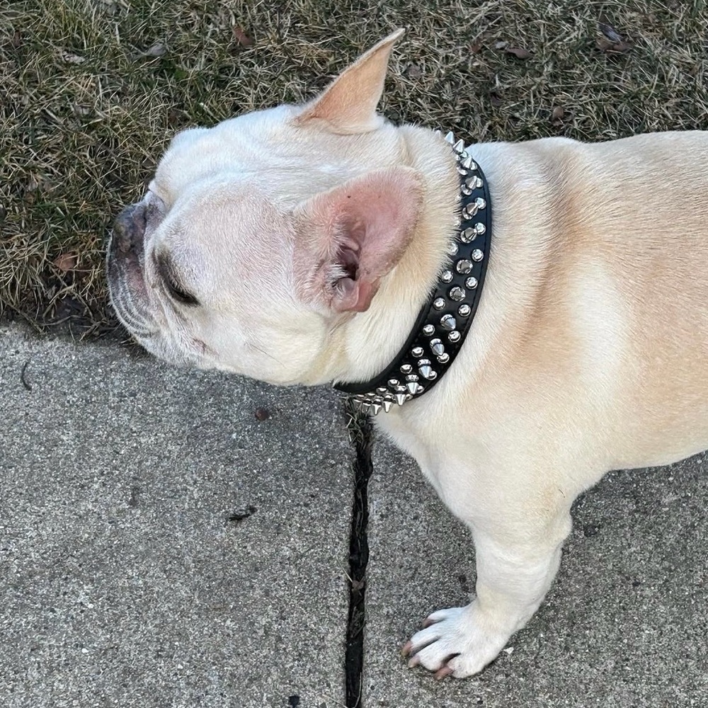 Studded Black Leather Dog Collar ‘Rockstarr’